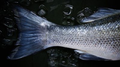 poisson